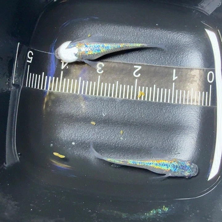 青鳉鱼25号拍品极上海王星