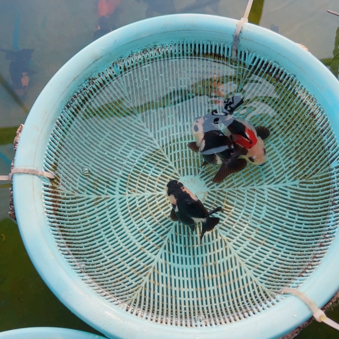 桃***夫海水鱼111111111111