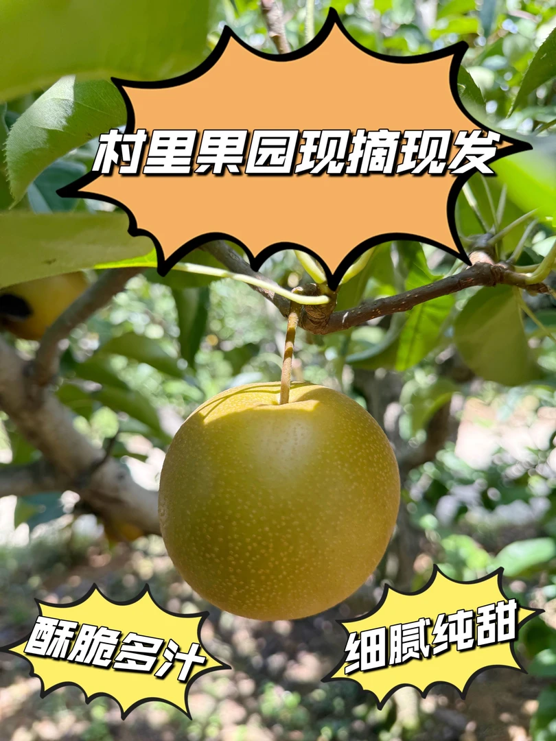 5/10斤现摘现发新鲜圆黄梨(套袋款和非套袋款随机发,特别需要留)