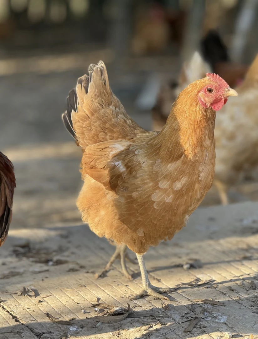 【自家农场】（3只装）散养童子鸡孩子们的专属好食材新鲜京东包邮