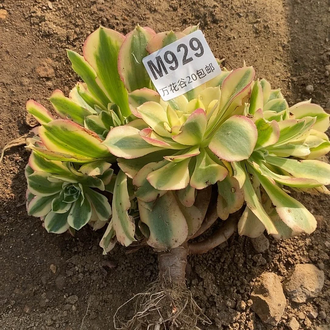 929不认识有瑕疵多肉植物