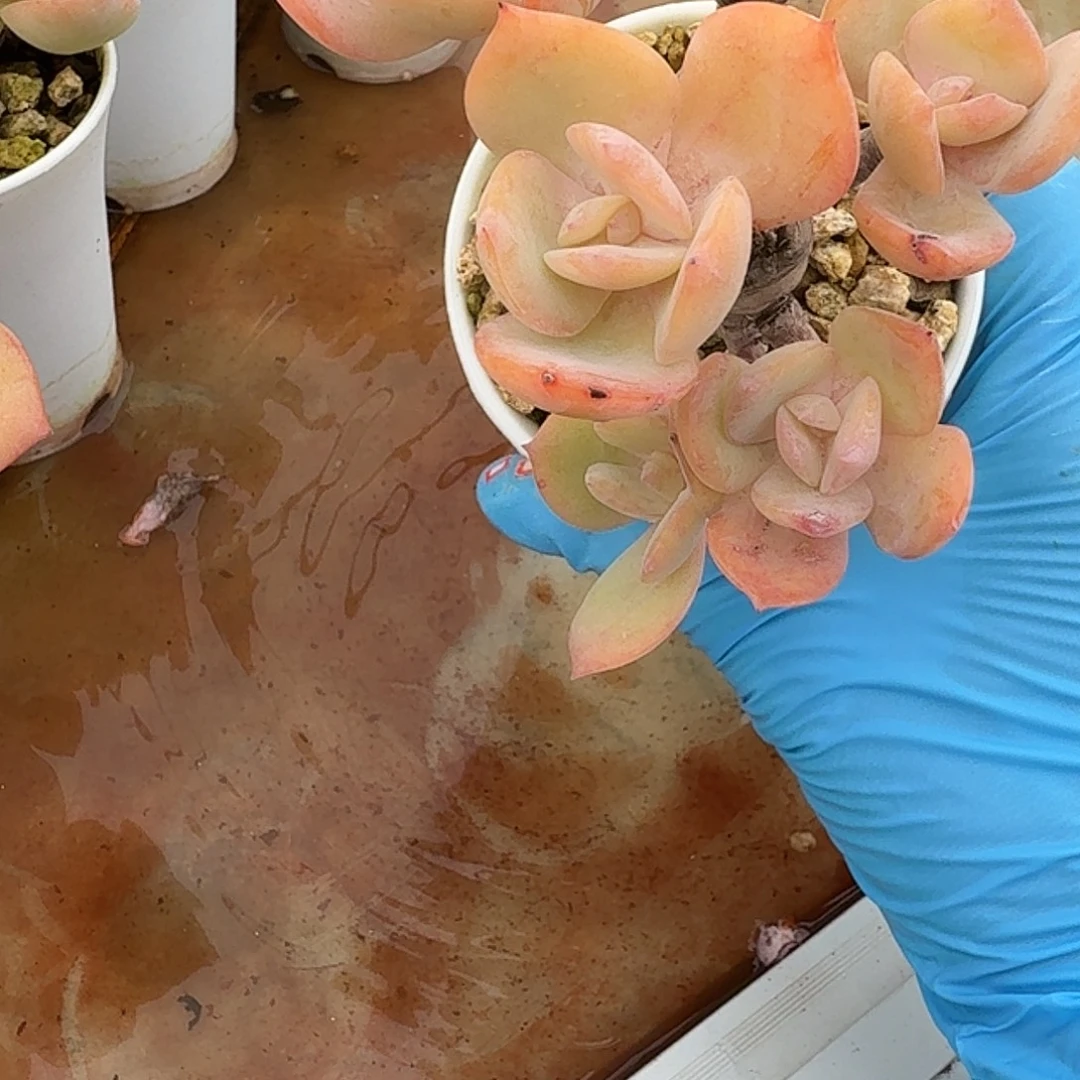 m***o白凤多肉植物一颗