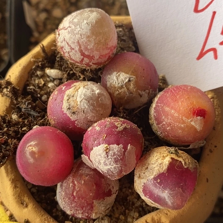 2627一组大灯泡一组