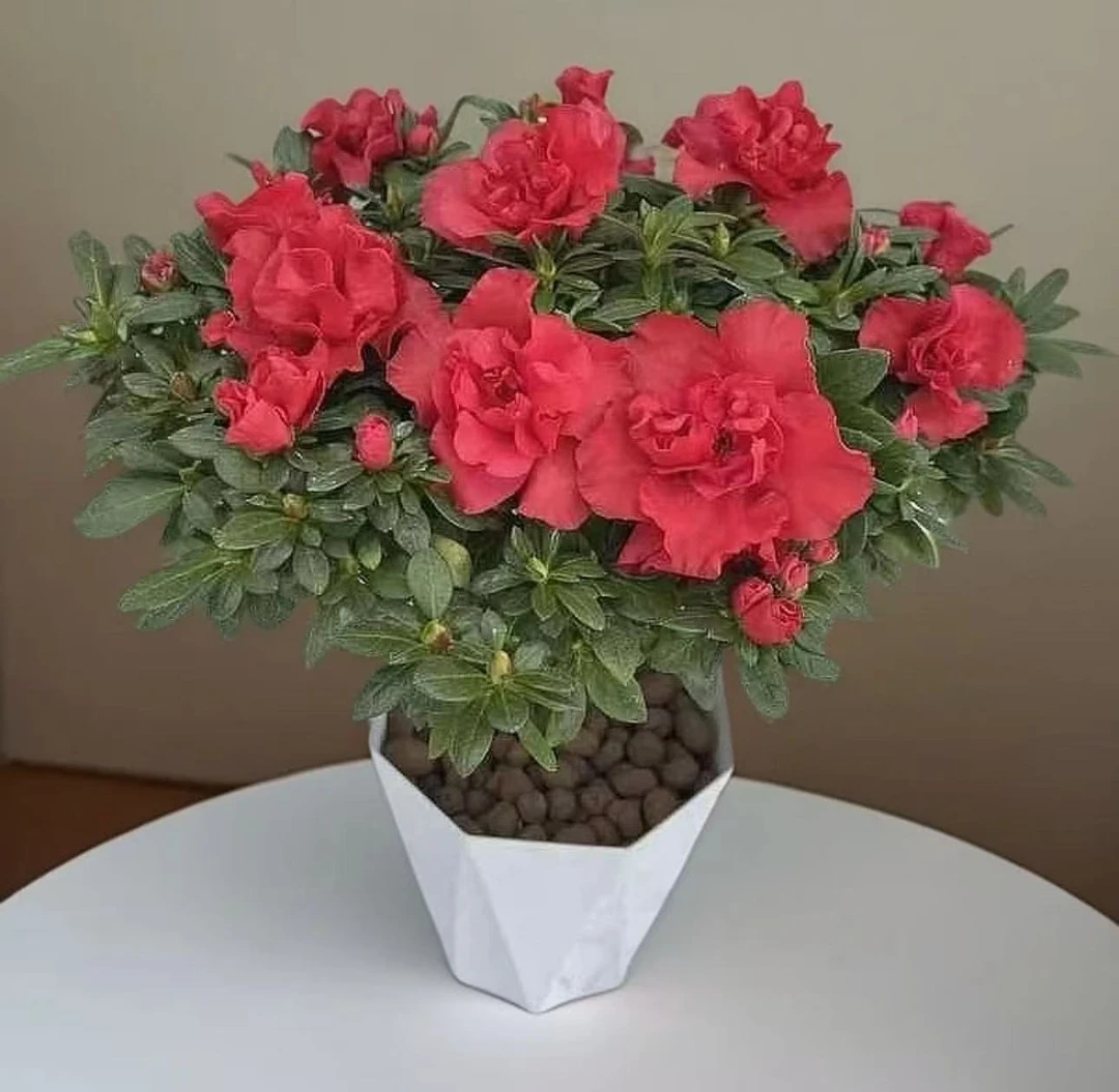 【丛生杜鹃花】盆栽室内外绿植庭院阳台花卉好养植