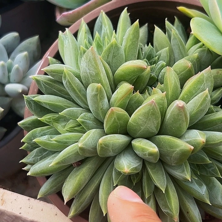 1颗美人系列多肉植物