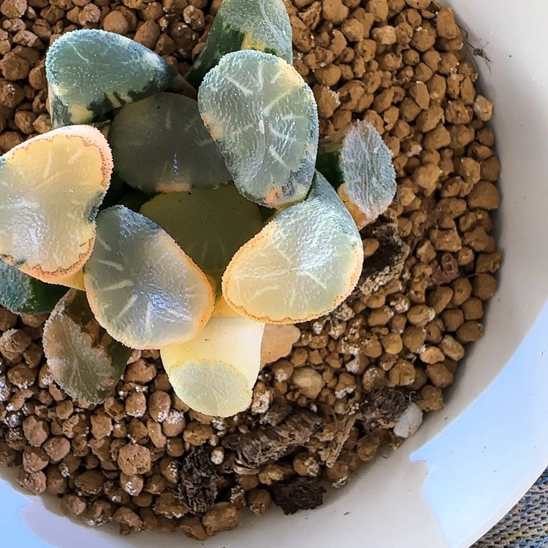 68糯窗万象锦 4.5 厘米左右一物一拍带盆发