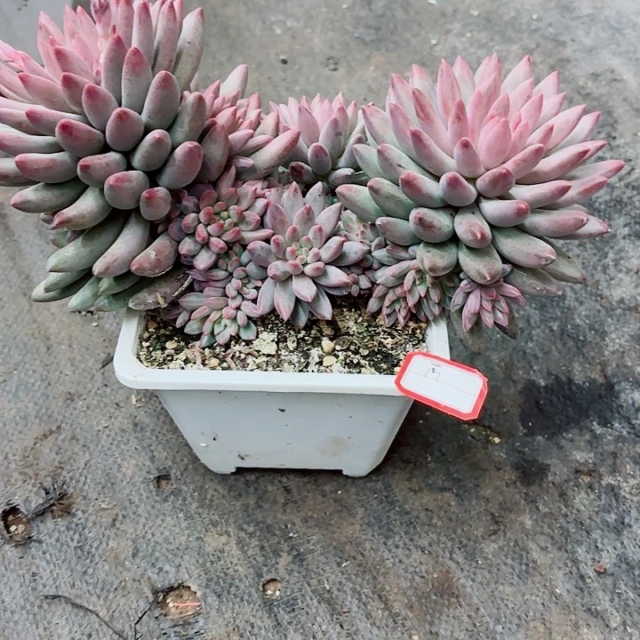 追****流沙虞一物一拍17号