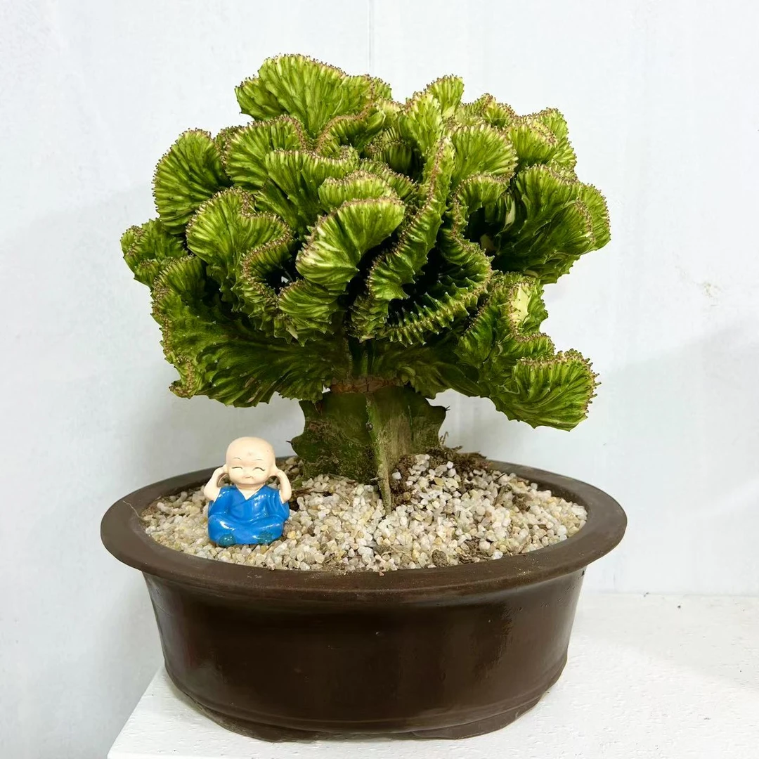 彩春风彩麒麟多肉植物仙人掌上盆户外阳台植物庭院景观美观简单