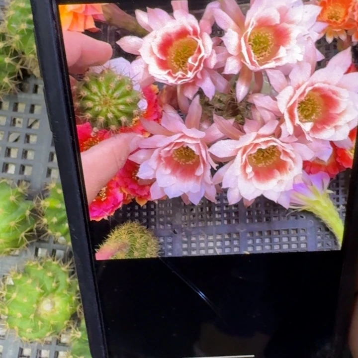 246丽花阳光少女歪3公分左右无根侧牙，20包邮