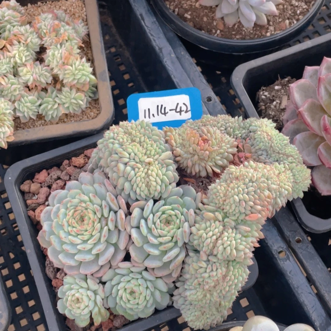 1114-42-白胖子缀化一颗