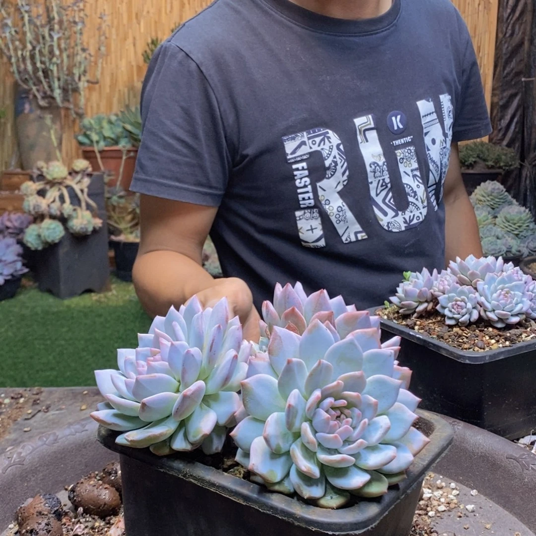 用****9353 号星星橙多肉