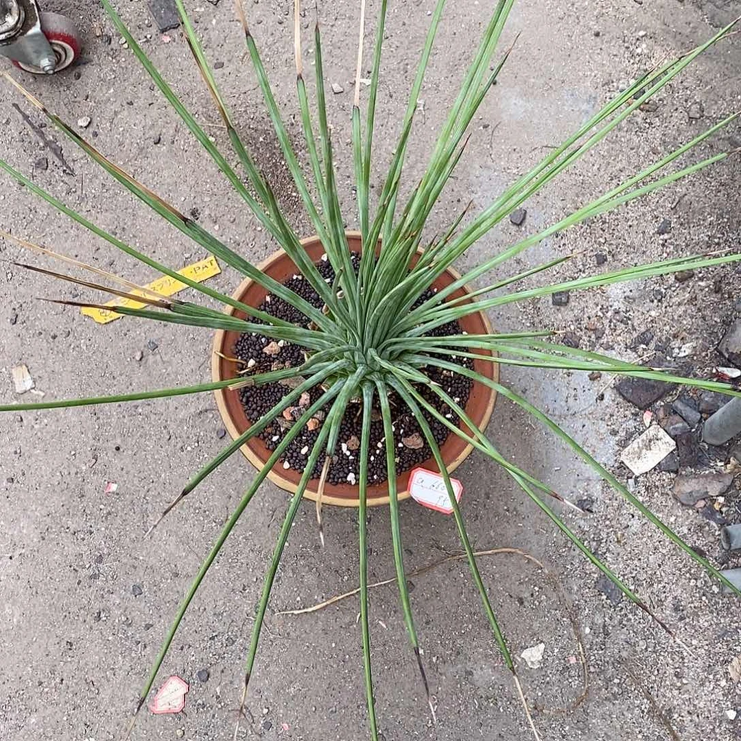 绿姬吹上龙舌兰中大型品种