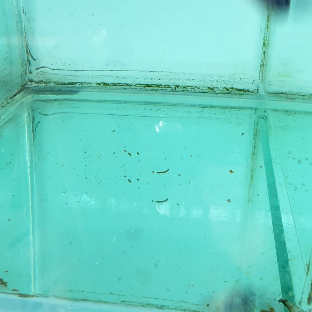 S***…海水BB斑马1088。