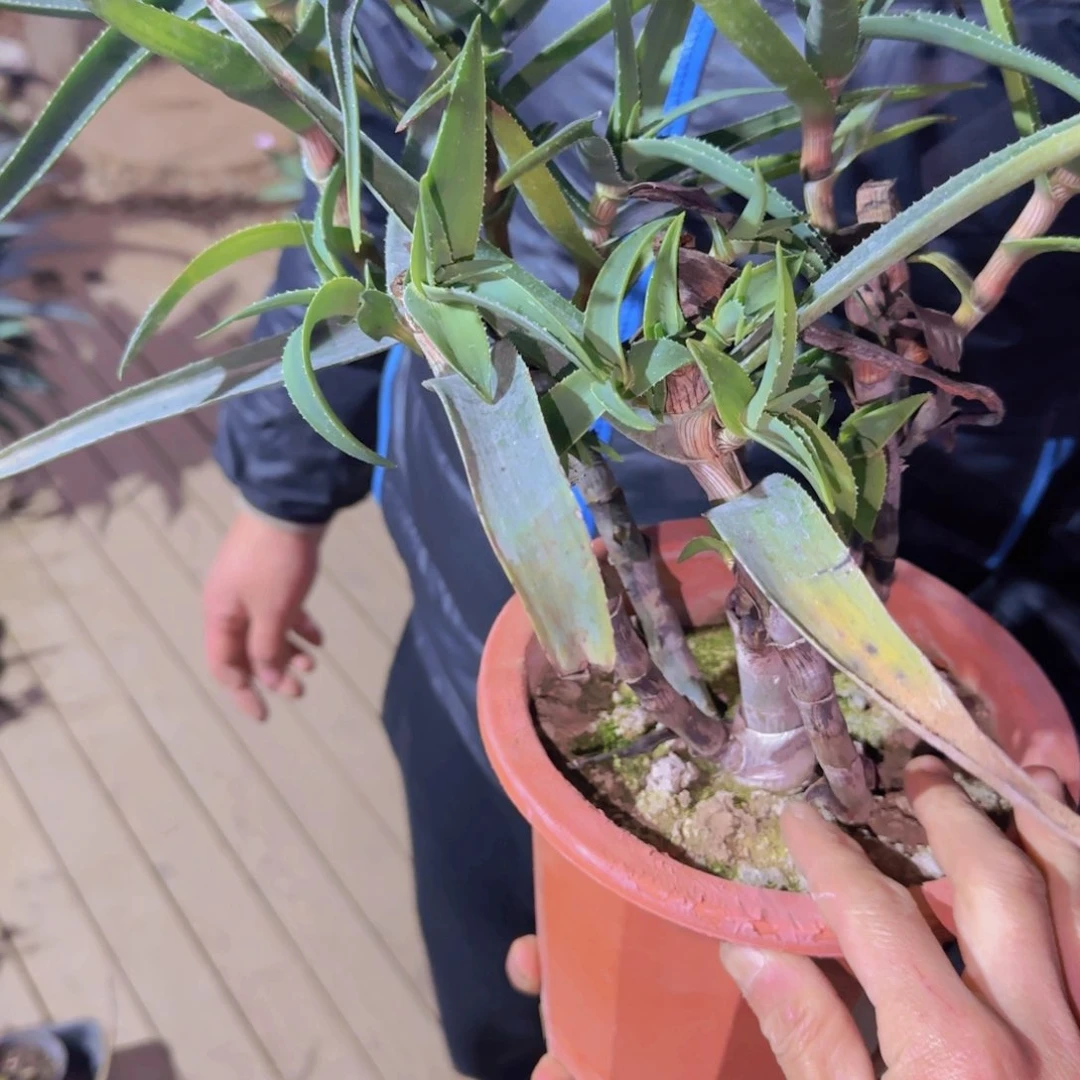 W****o块根植物块根植物