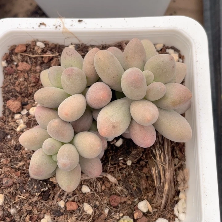 桃花奶3头满18包邮随机发