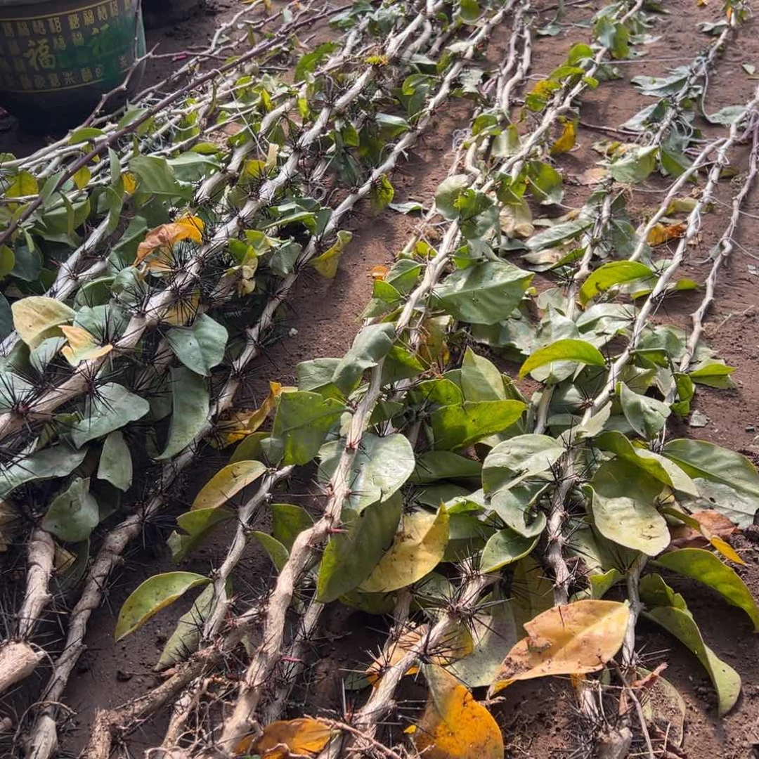 1米直杆叶仙两颗