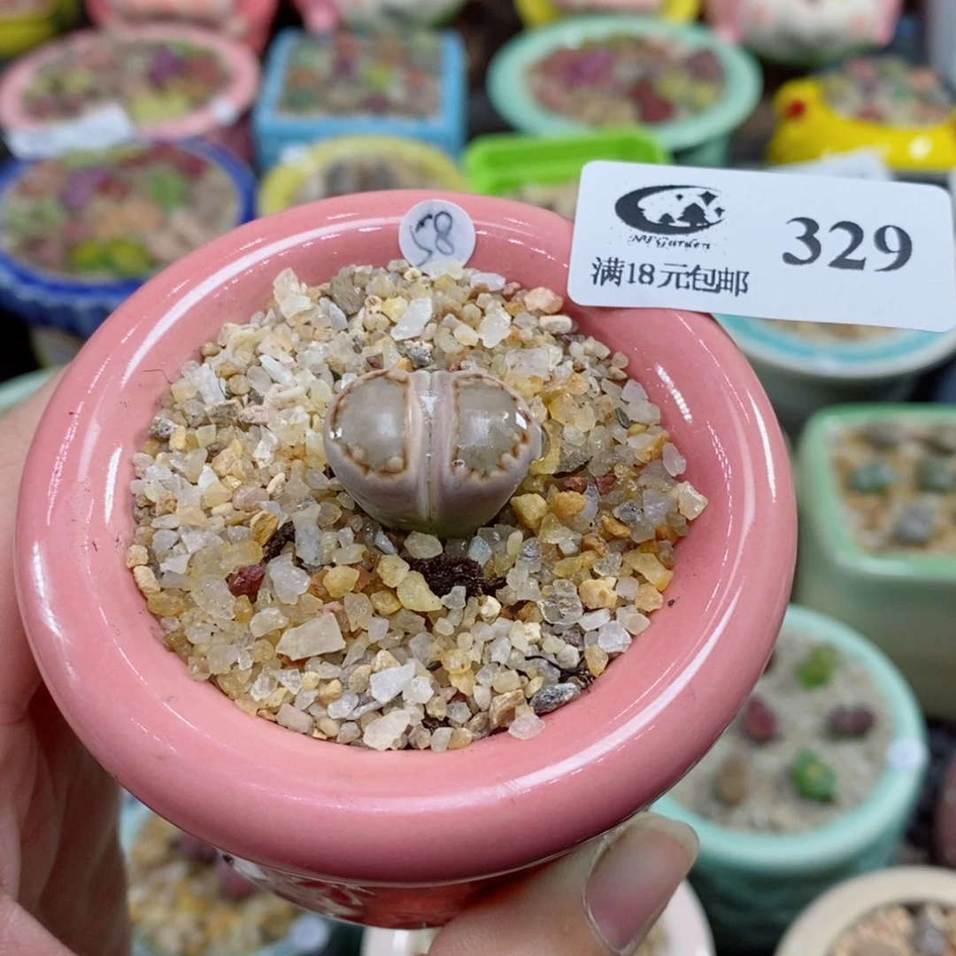 布****4生石花花花花花花329号