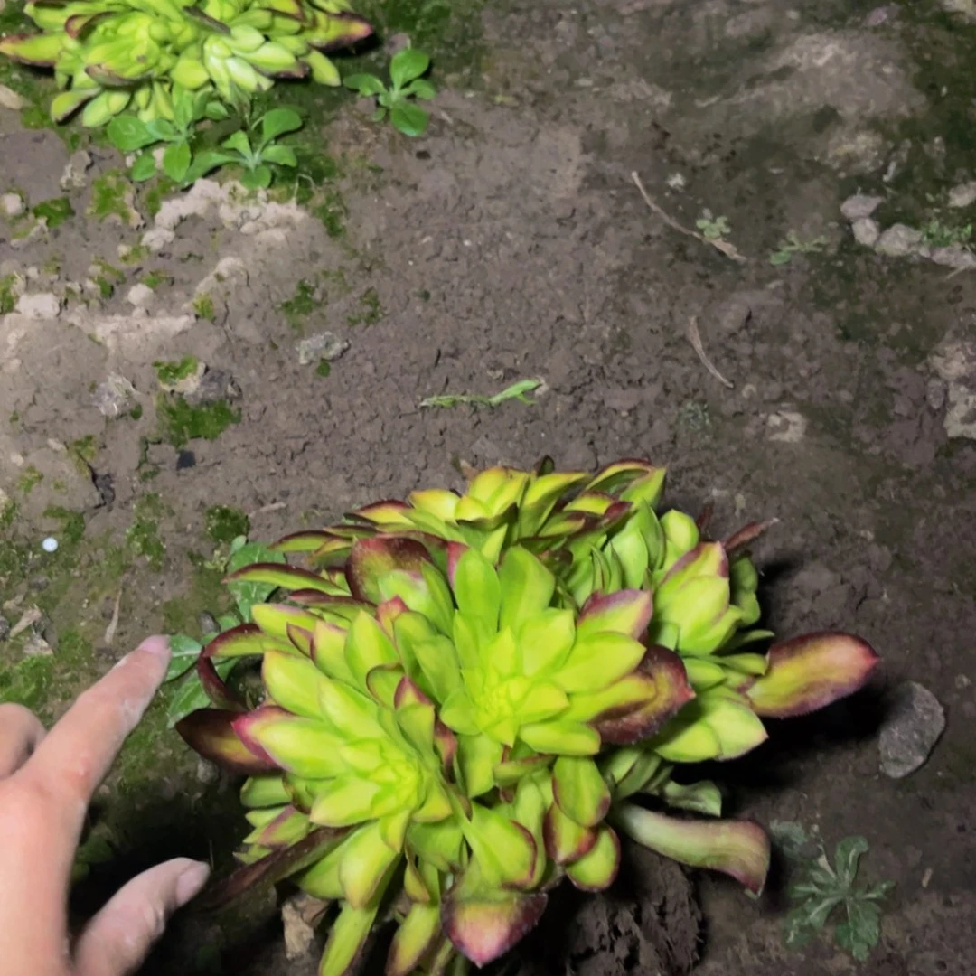 韶华多肉植物捧花的