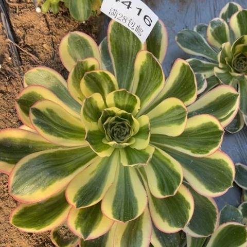 燕姿多肉多肉4416