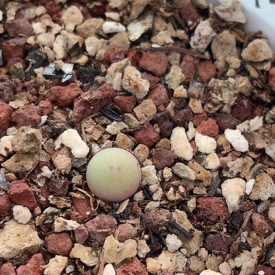 20-32肉锥433v嘴肉锥