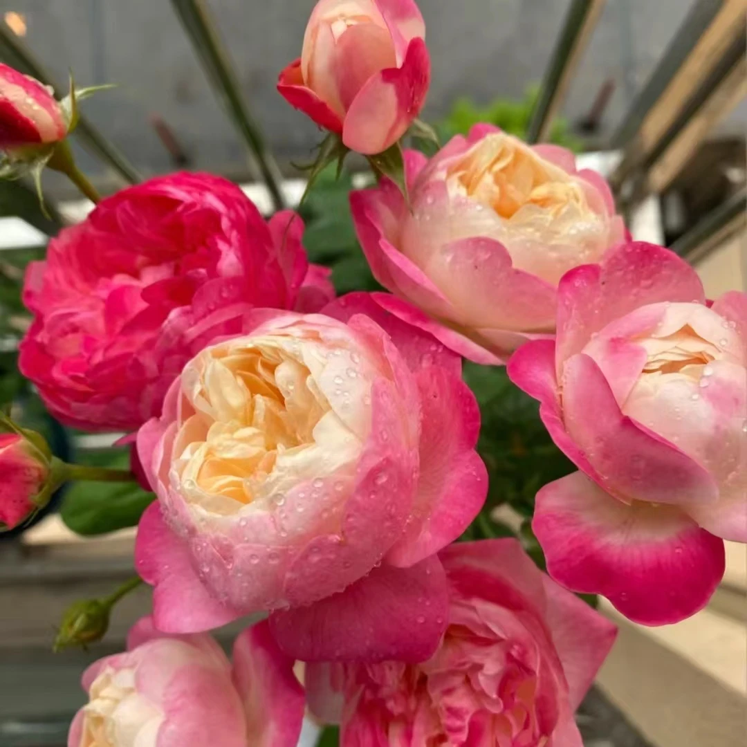 月季露天苗基地直发（一物一拍）