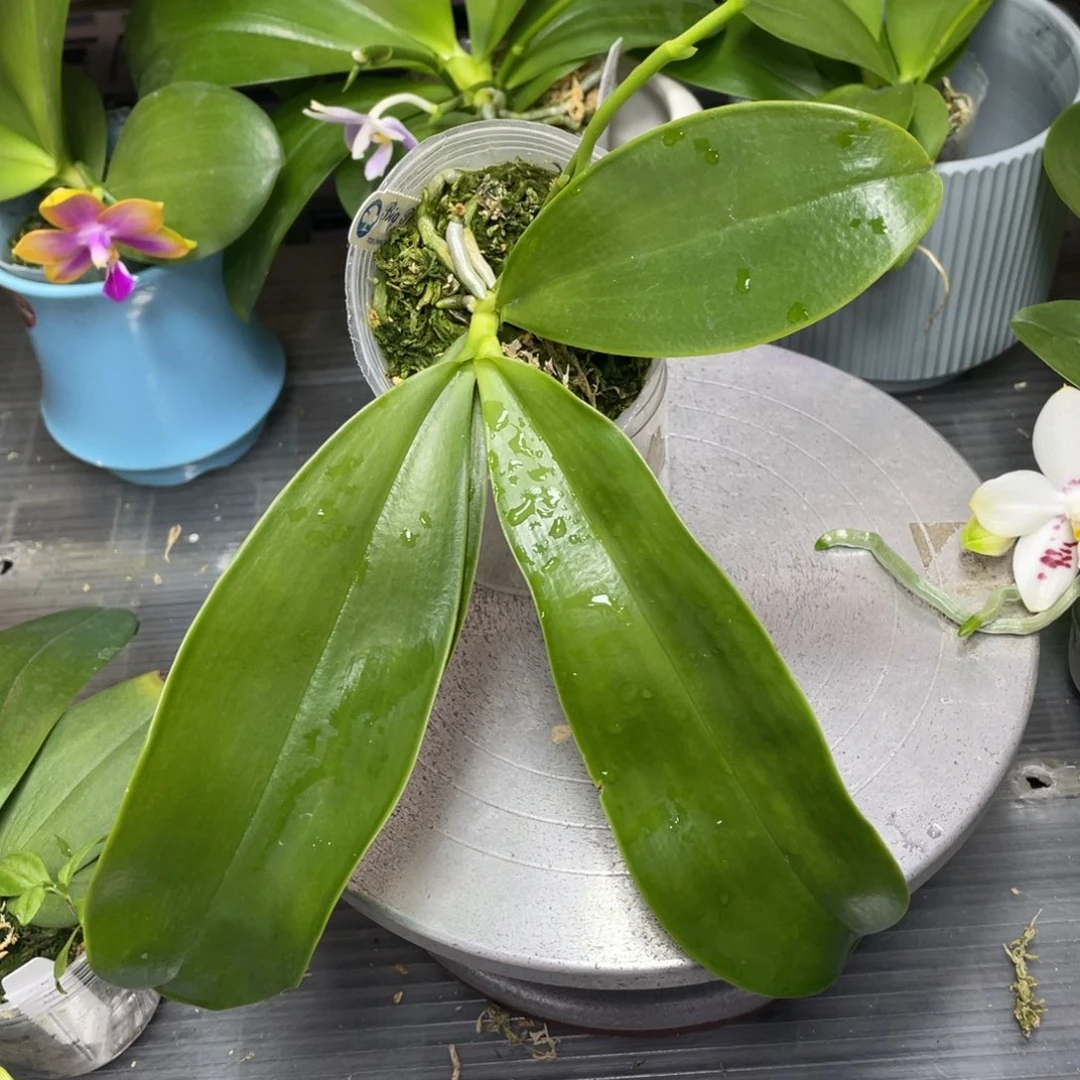 当前无花栽培后可以开花BT205蓝宝贝交蓝鸟