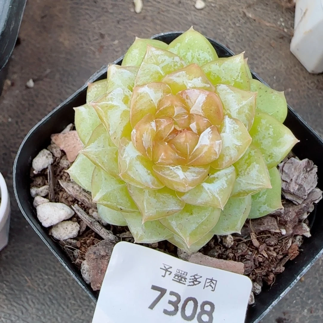 落日珍妮，7308多肉植物