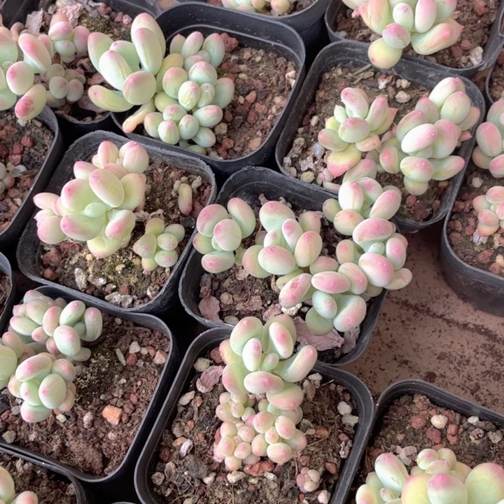 苹果奶群生量拍随机发