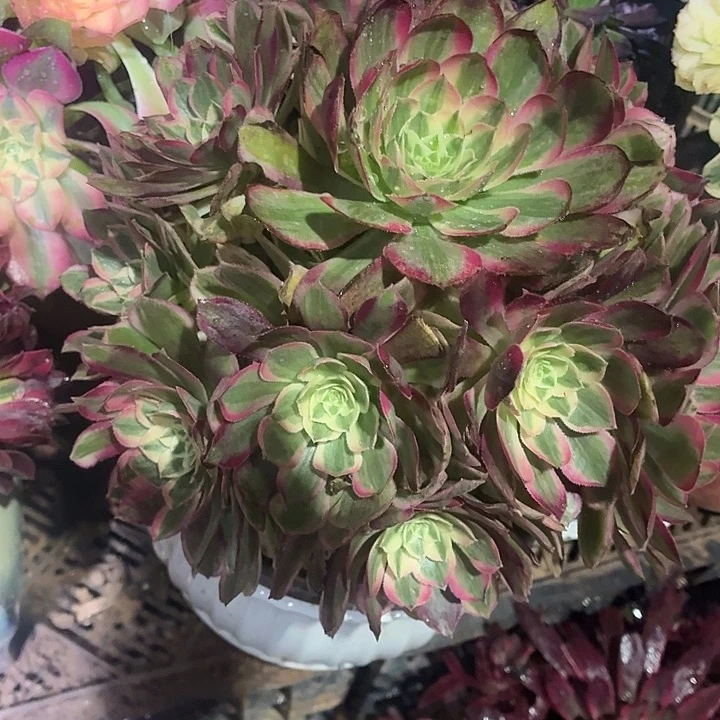 孔雀翎一颗脱土18.8