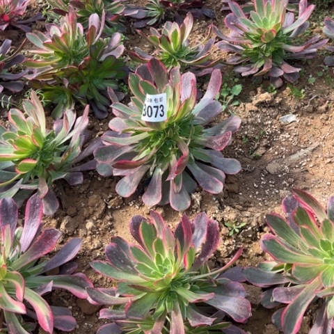 073金丝雀不包断枝