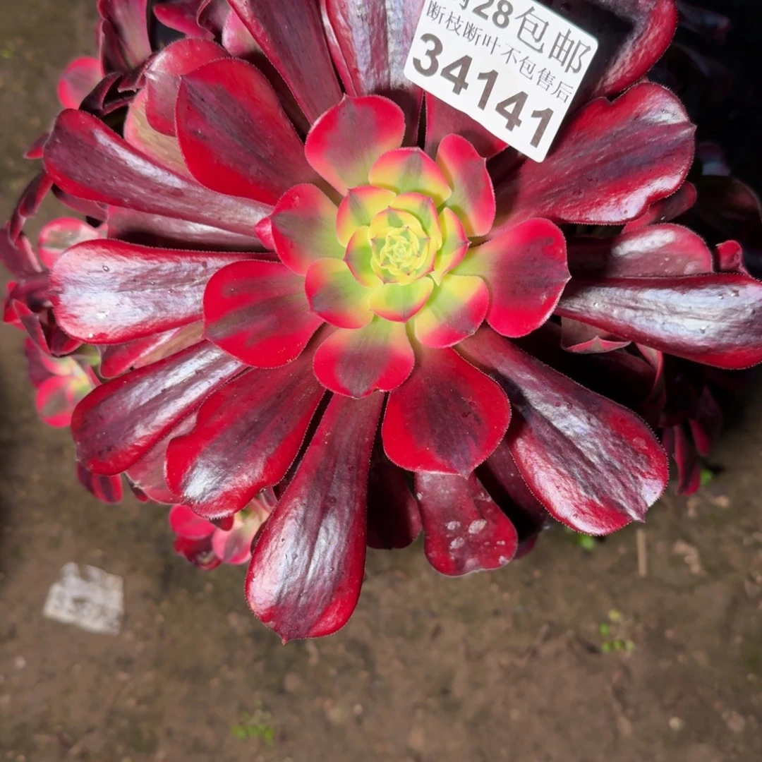 34141美杜莎多肉植物