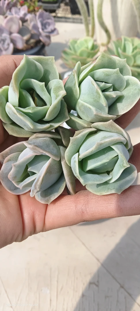 可爱玫瑰砍头苗无根多肉植物新手套餐好养活