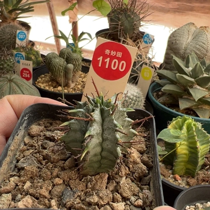 实生强刺斑马魁伟玉一棵