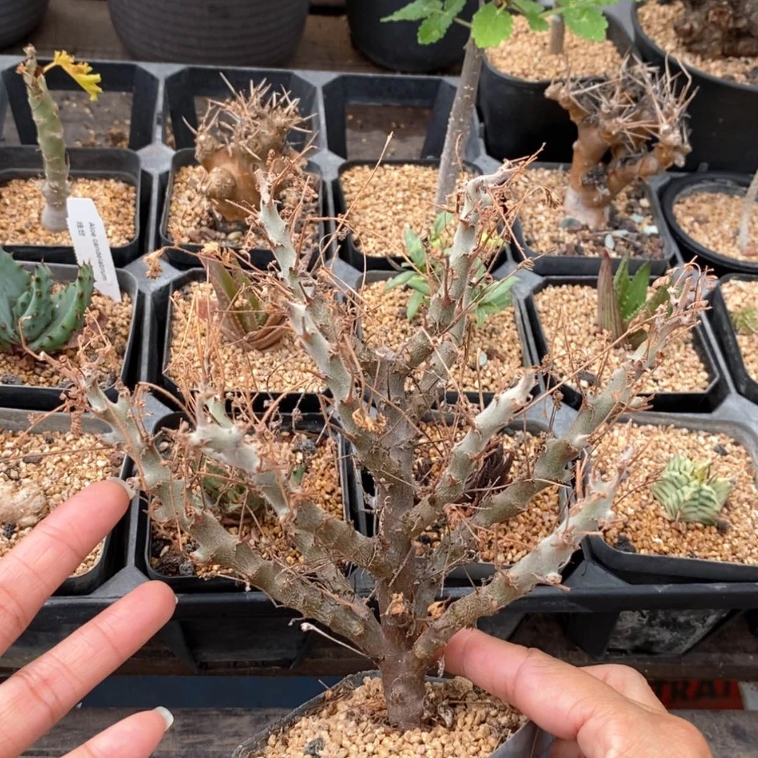 【闪购商品】沙漠洋葵