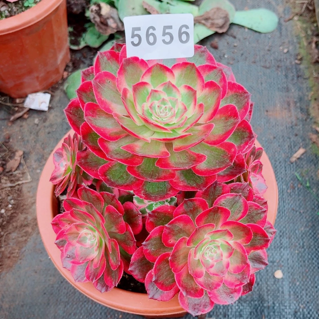 新品赤子心特价多肉
