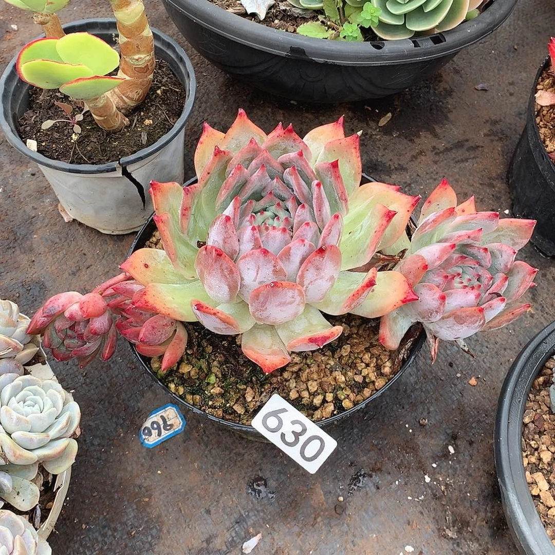 630卡一物一拍多肉