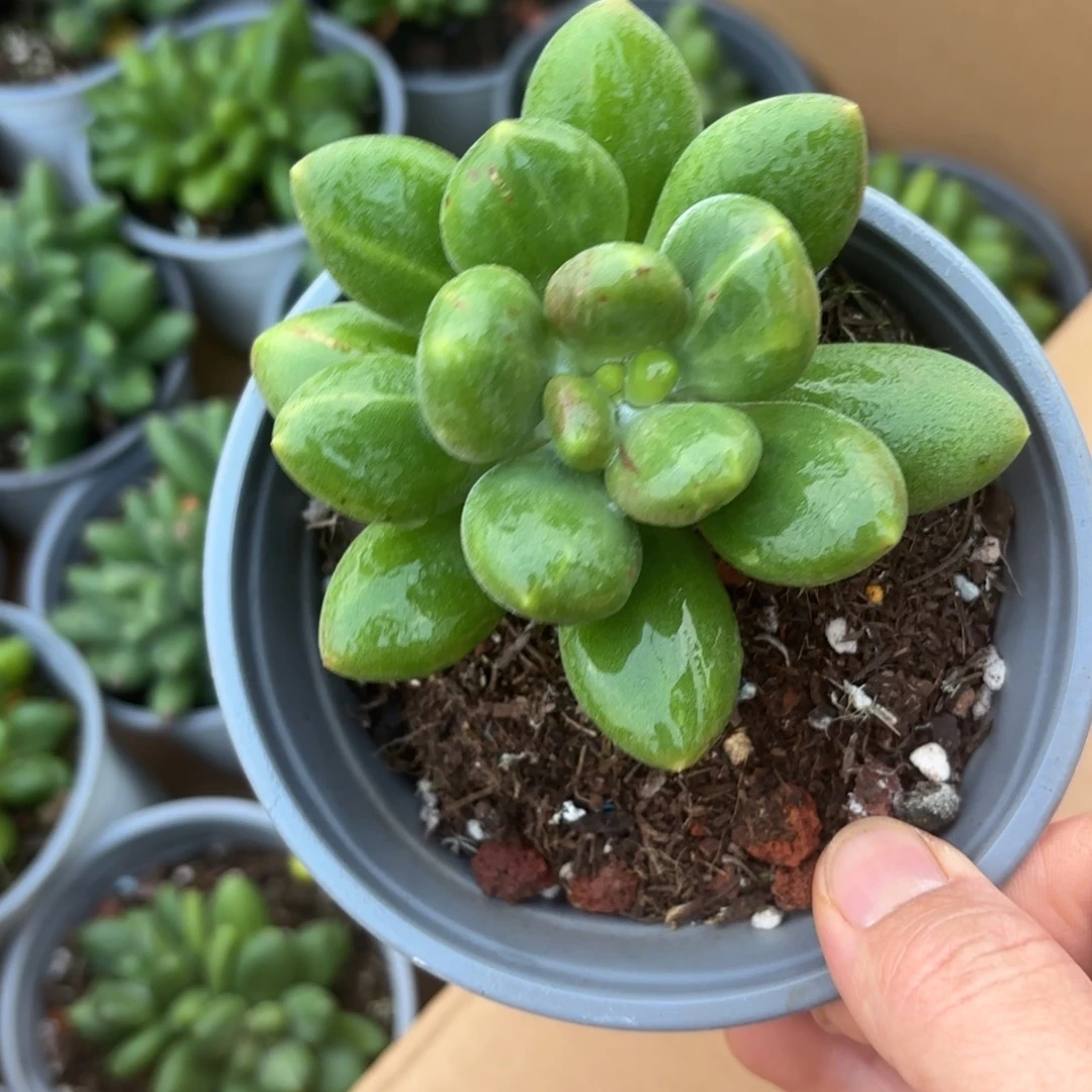 多肉植物芒果奶酪拉丝锦单头