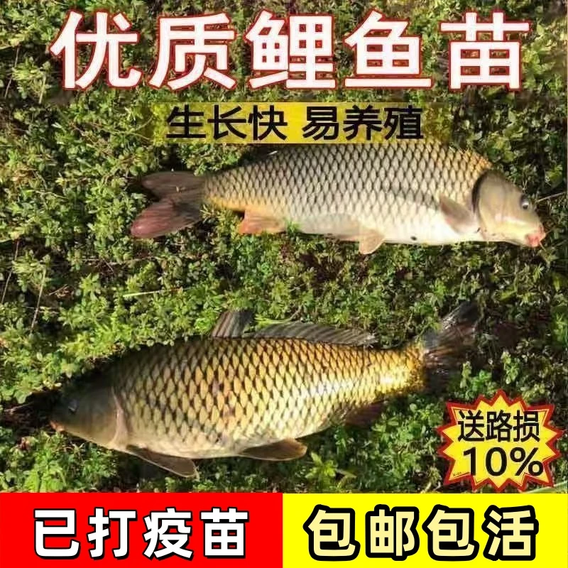 特大鲤鱼苗黄河大鲤鱼黄金鲤鱼稻田鲤鱼苗批发鲜活好养耐活可食用