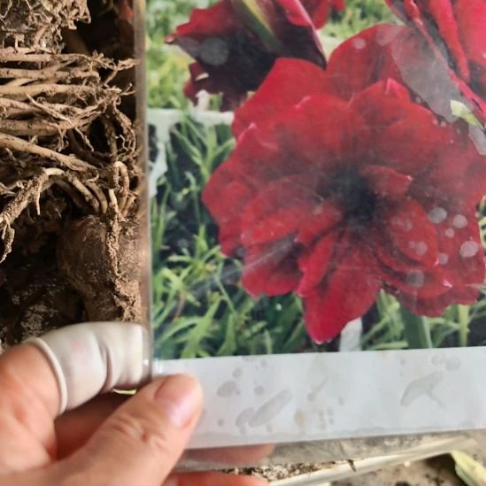 当前无花栽培后可以开花余烬6厘米裸根球3棵