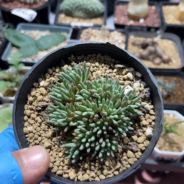 南***格825晶珊瑚块根植物