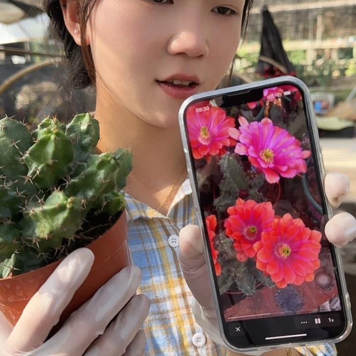 红花美花角（掉头掉崽不售后）