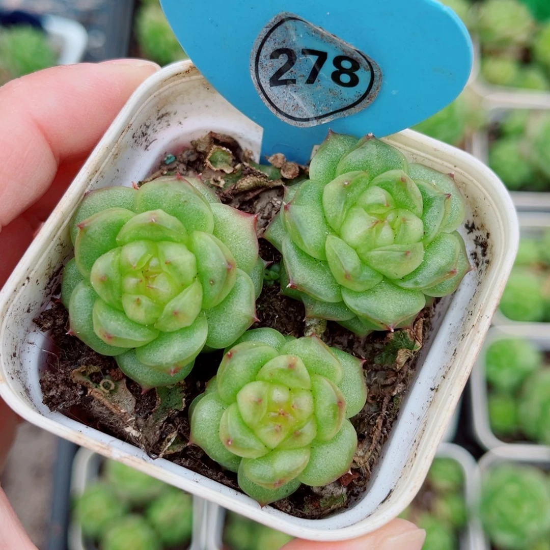 278号小老桩灯泡珍妮群