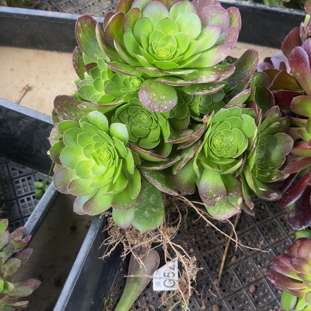 万圣夜多肉植物捧花的