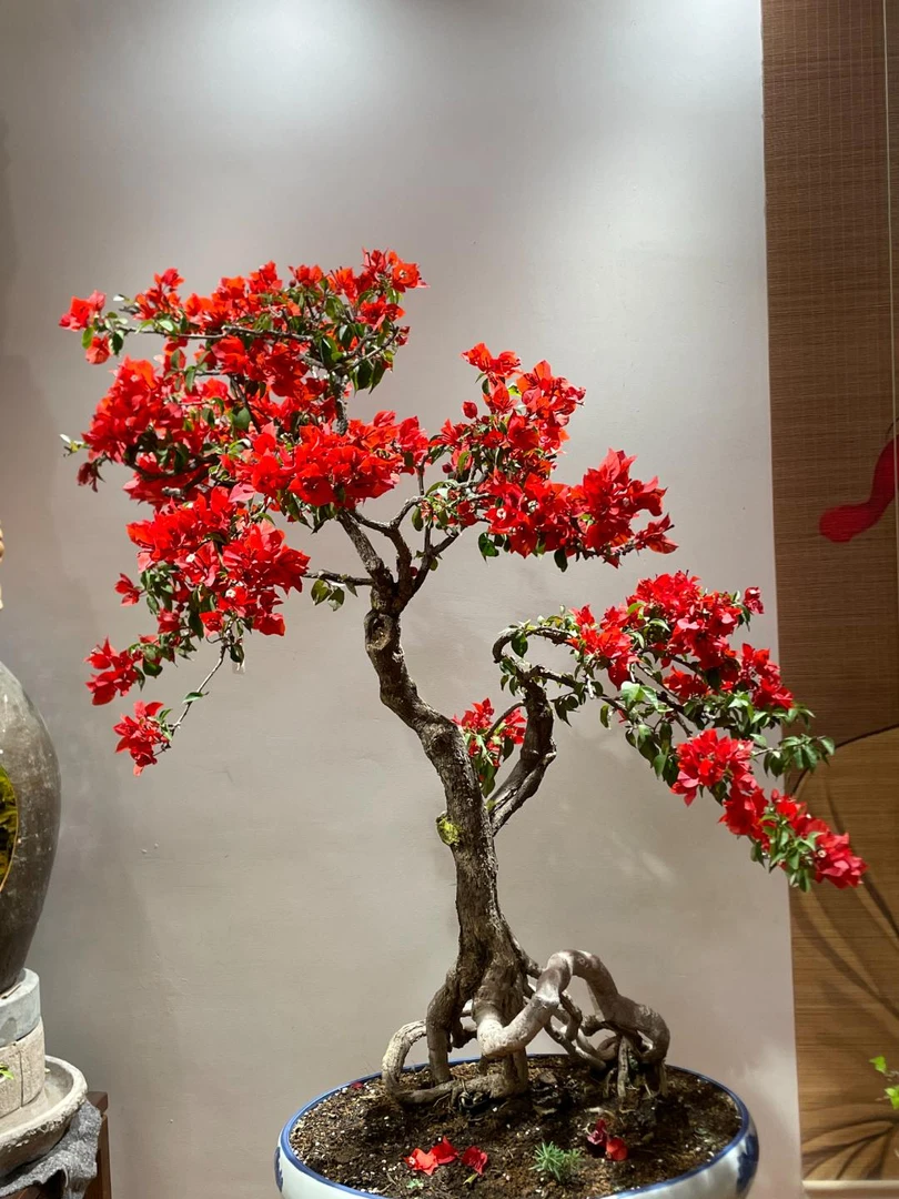 三角梅盆景自然开花风景精品装饰盆栽四季榆树绿植偏远地区不包邮