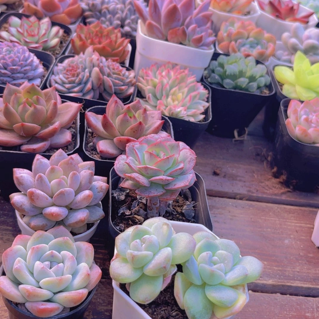 半夏。冰美人。克罗地亚。 冰玉多头