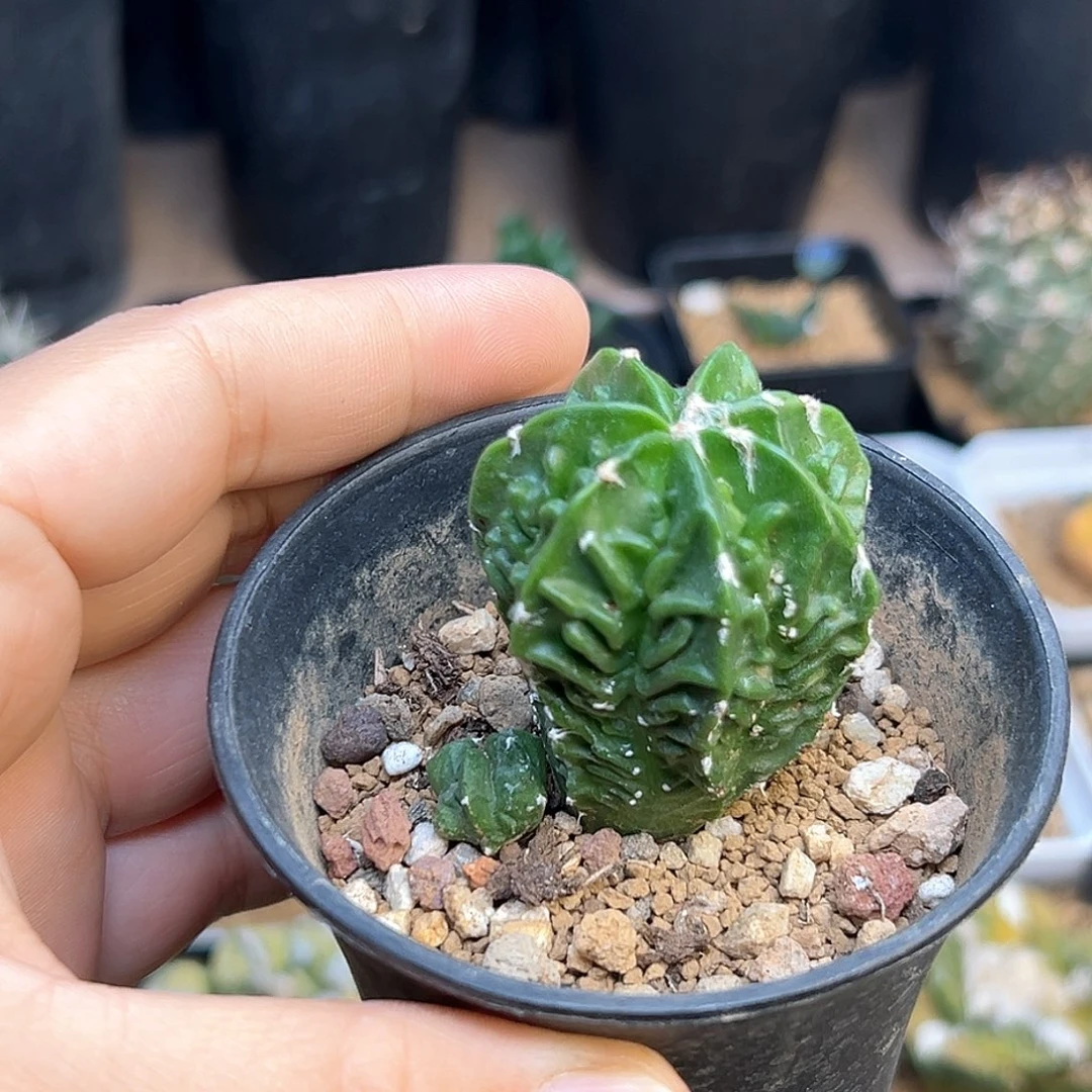 核桃鸾凤玉实生球