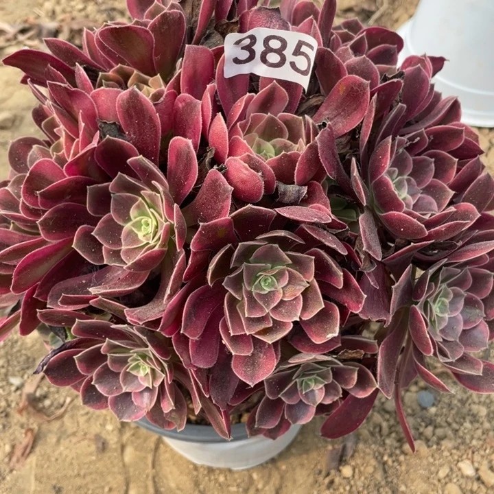 无花朵385多肉植物金丝雀