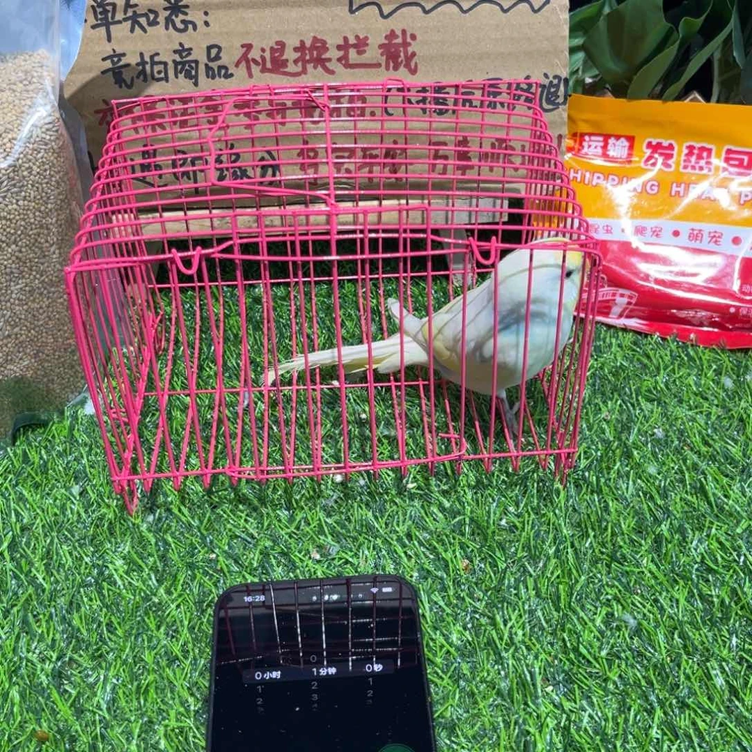 泡****虎皮鹦鹉金彩虎皮鹦鹉一只，竞拍一物一拍不退换