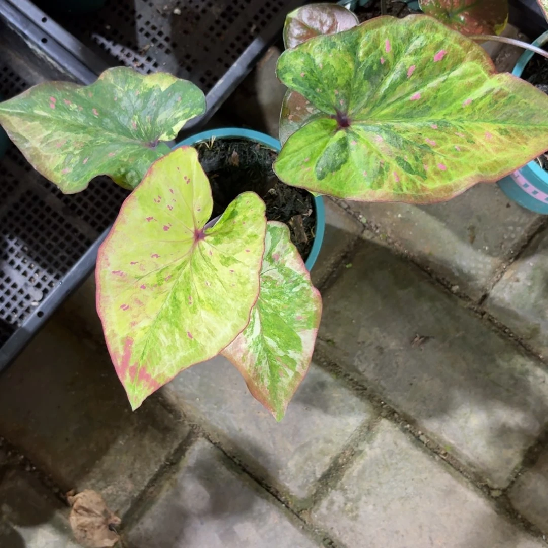泰国彩叶芋25-0923