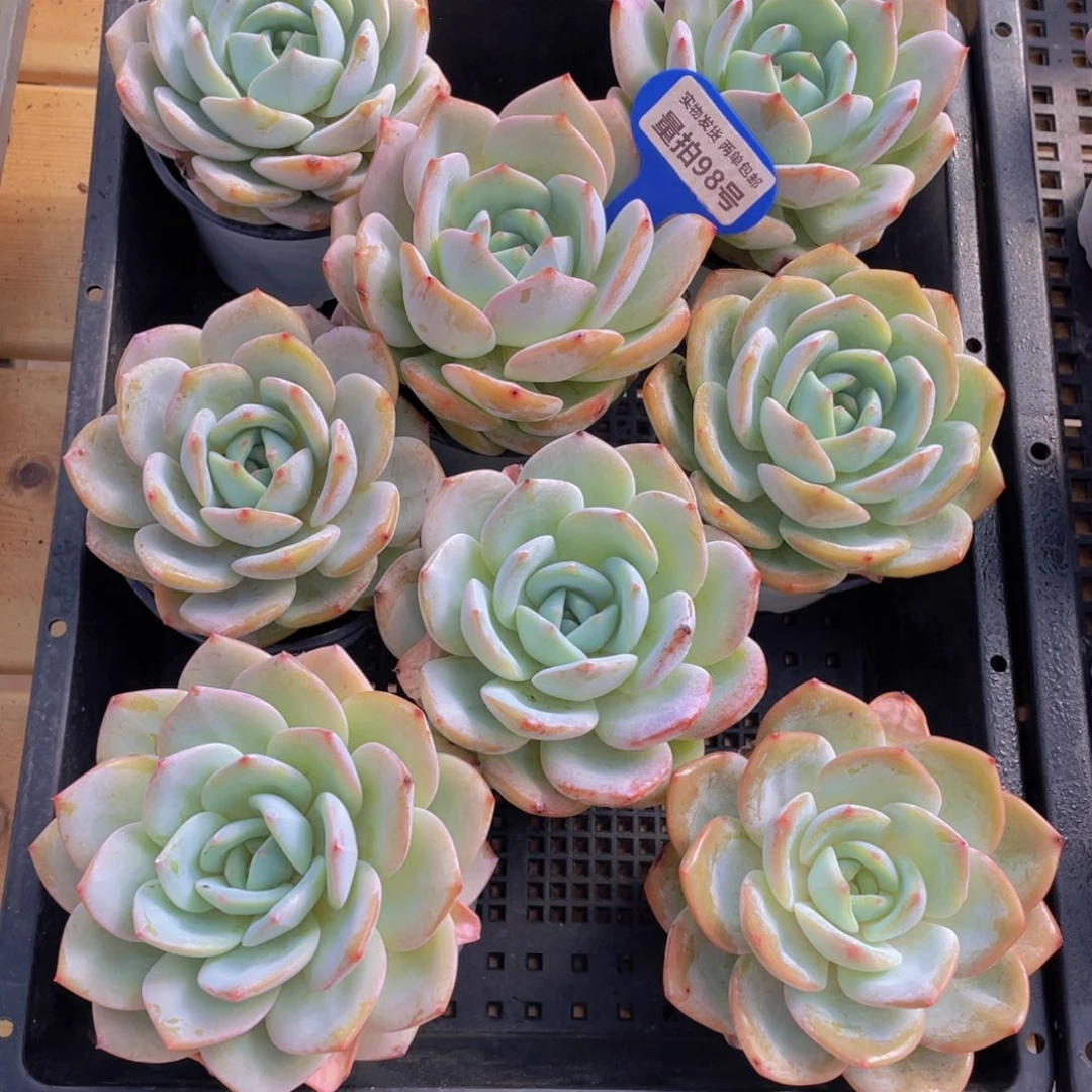 量拍98号 宽叶凤橙母本大单头一个